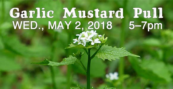 Garlic Mustard Pull Wed., May 2, 2018 5-7 pm