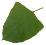 Japanese Knotweed leaf